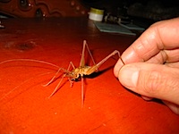 cave cricket.jpg