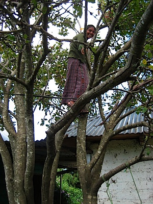 gela in a treeSM.jpg