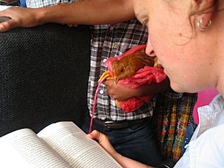 readingchickenSM.jpg